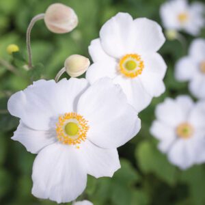 Anemone - Honorine Jobert