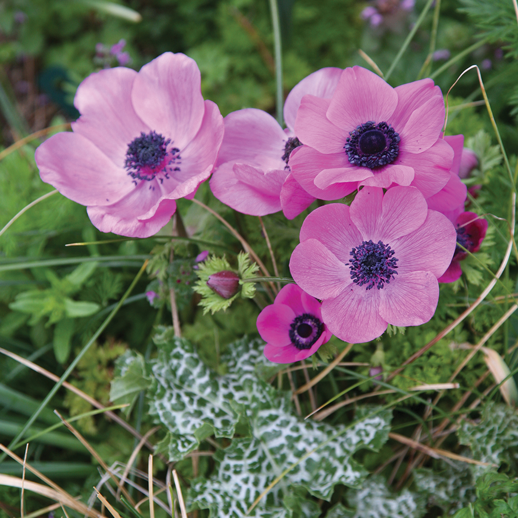anemone_coronaria-sylphide