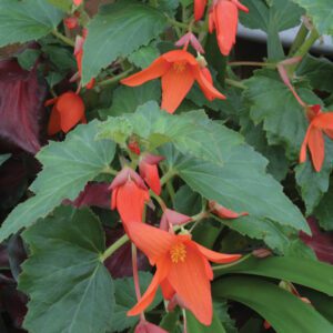 Begonia