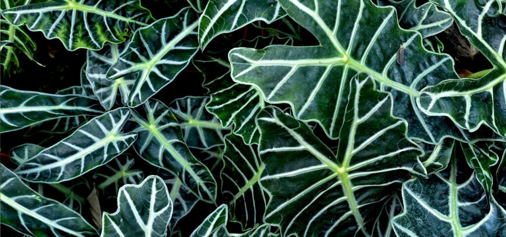 brent and becky alocasia background