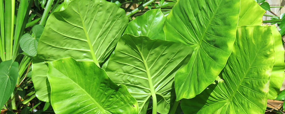 brent and becky alocasia big upright leaves