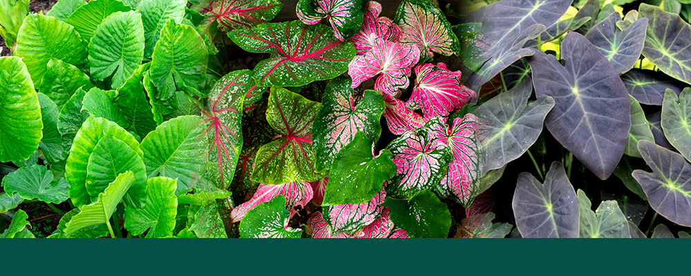brent and becky alocasia colocasia caladium