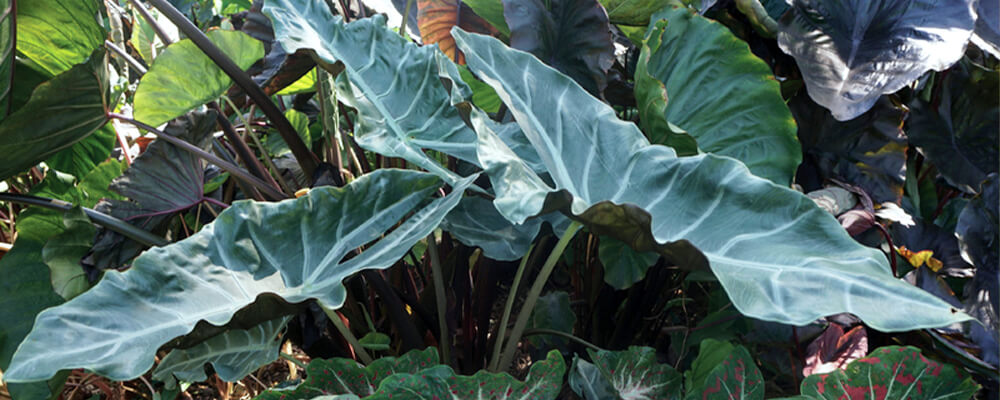 brent and becky alocasia kuching mask
