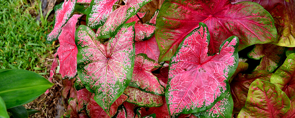 brent and becky caladium background