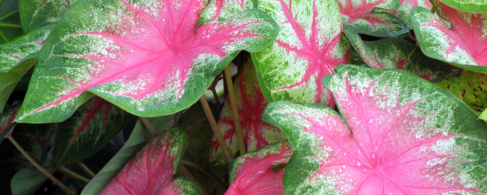 brent and becky caladium bright pink