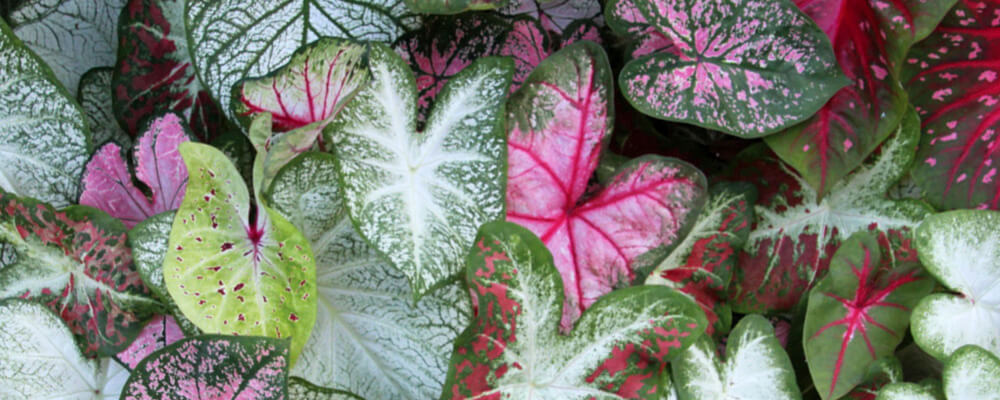 brent and becky caladium mixture