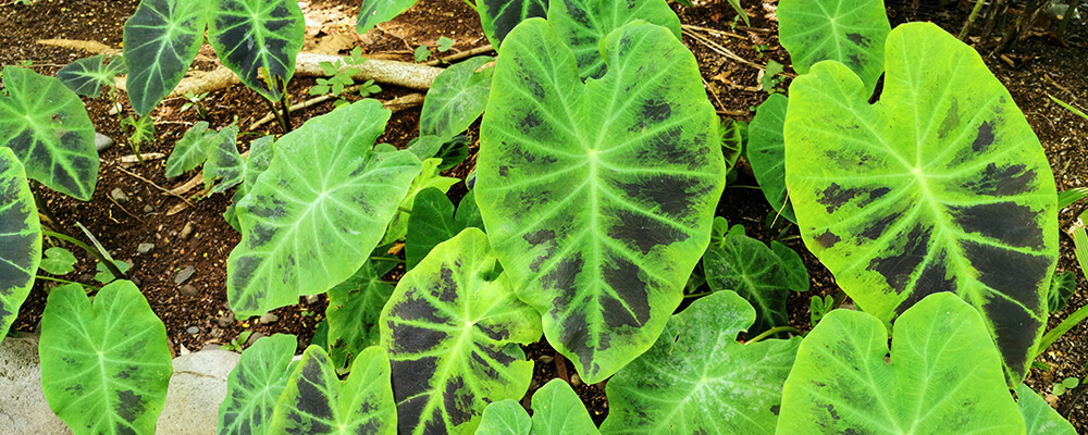 brent and becky colocasia black green