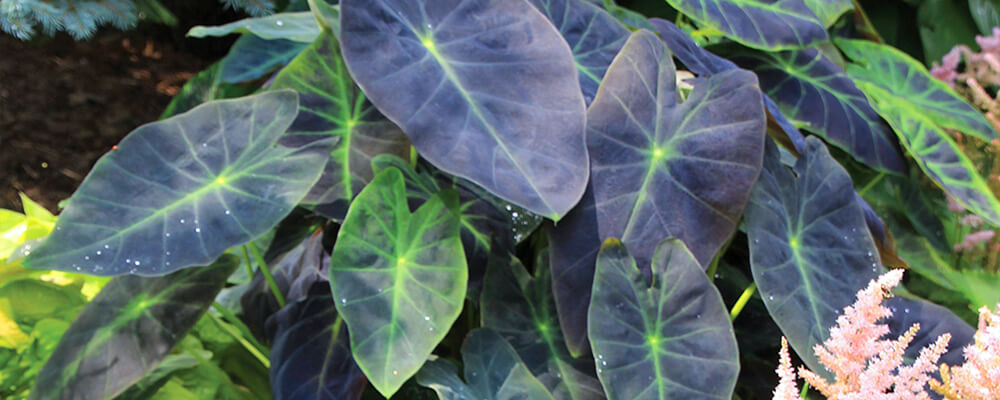 brent and becky colocasia coal miner