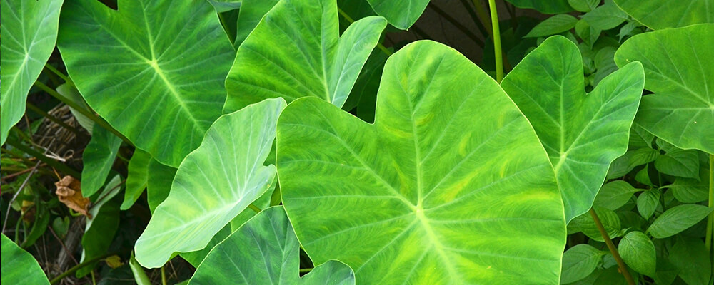 brent and becky colocasia leaves green