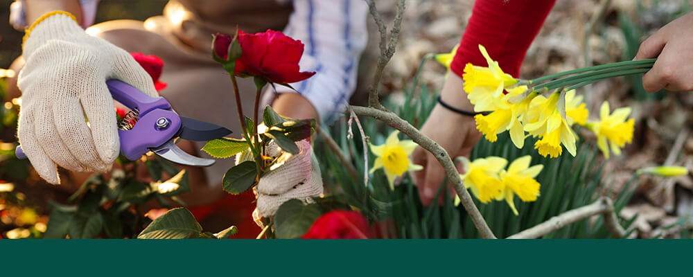 brent and becky cutting picking spring flowering bulbs cutting roses picking daffodils