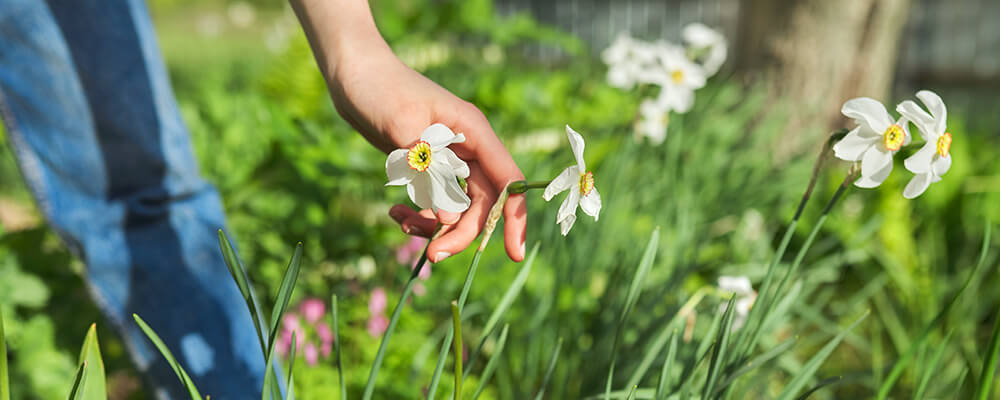 brent and becky cutting picking spring flowering bulbs picking white daffodils