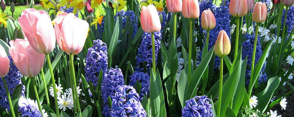 brent and becky cutting picking spring flowering bulbs tulips hyacinths