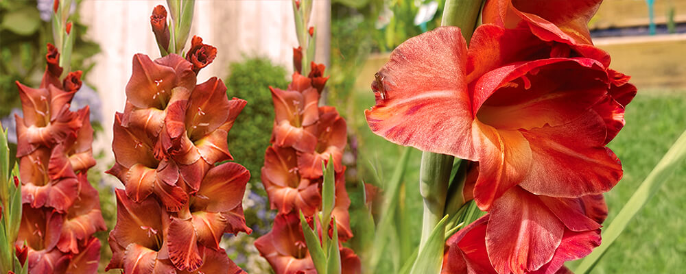 brent and becky favorite new bulbs 2021 gladiolus apache red