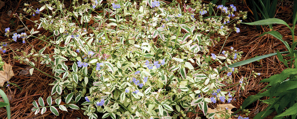 brent and becky favorite new bulbs 2021 polemonium leaves