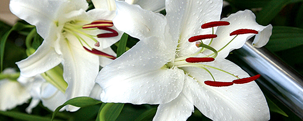 brent and becky lovely long lasting lilies casa blanca white