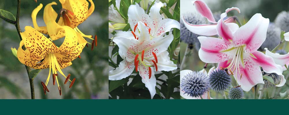 brent and becky lovely long lasting lilies different lily varieties