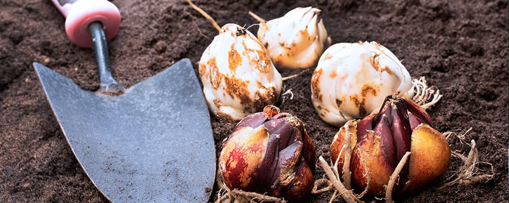 brent and becky lovely long lasting lilies lily bulbs scoop