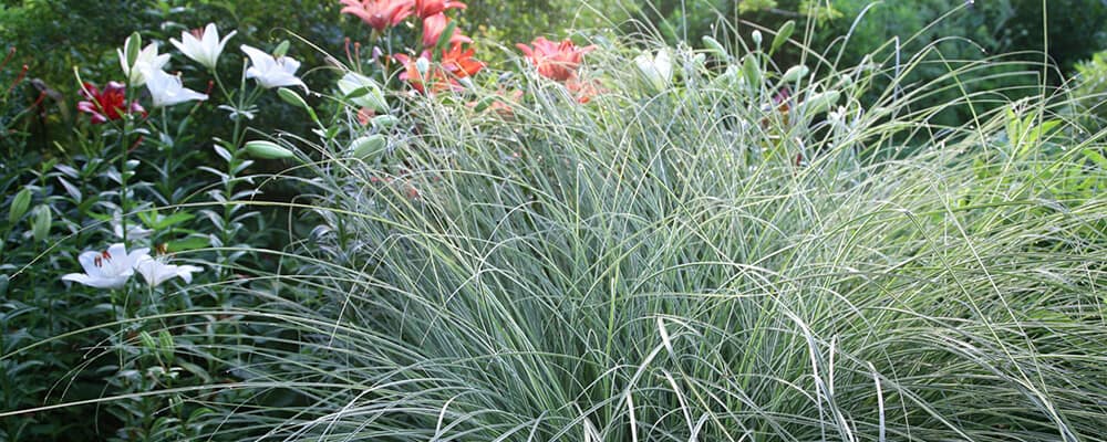 brent and becky new 2021 summer blooming catalogue miscanthus