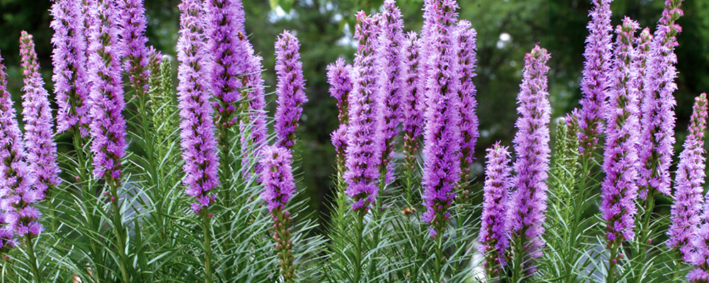 brent and becky plant a pollinator garden liatris spicata