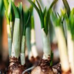 Plants To Do in 2022