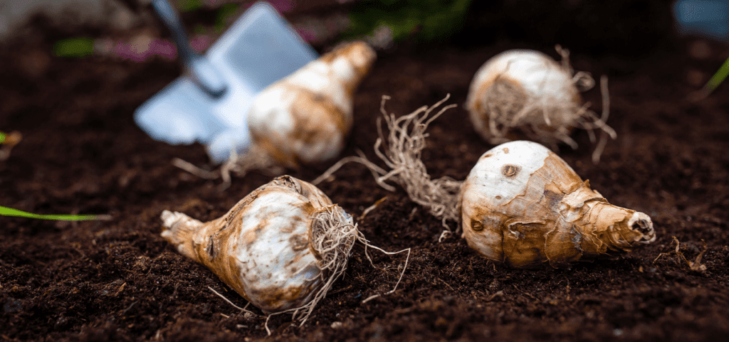 brent and beckys Feature Thumbnail Image daffodil bulbs_