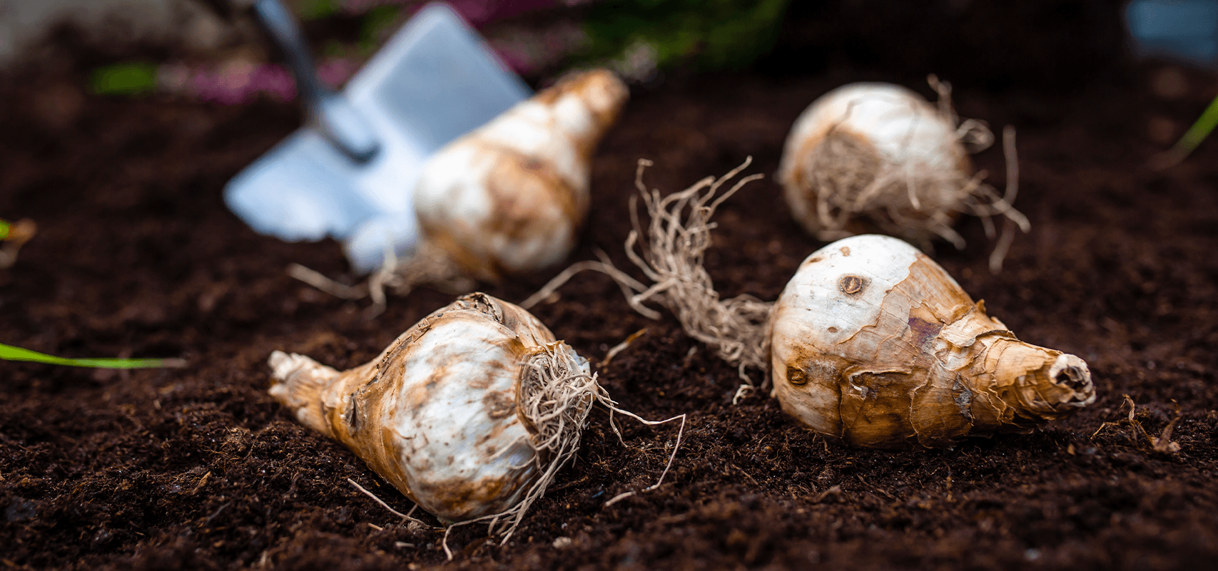 brent and beckys Feature Thumbnail Image daffodil bulbs_