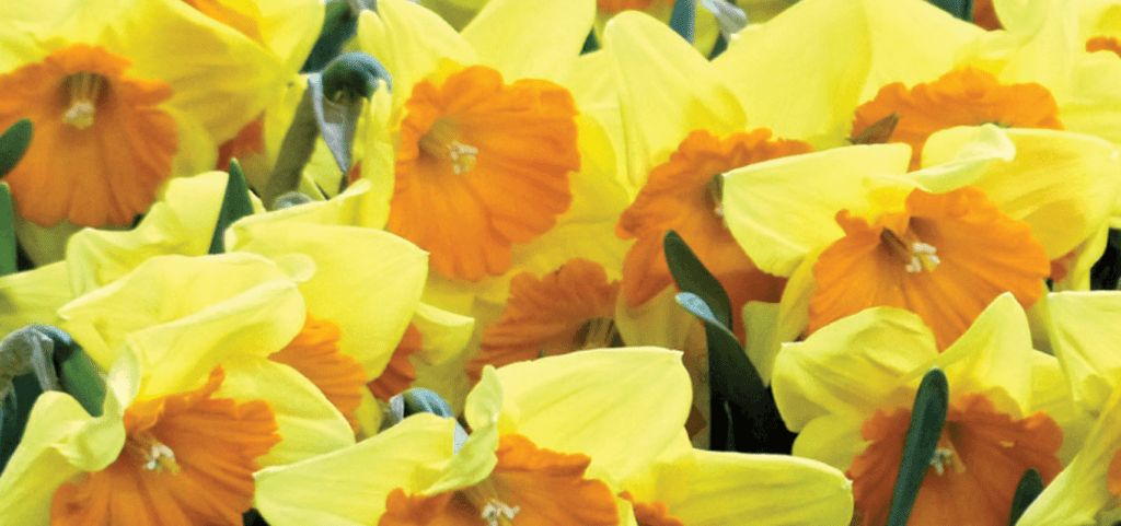 brent and beckys Feature Thumbnail Image daffodils