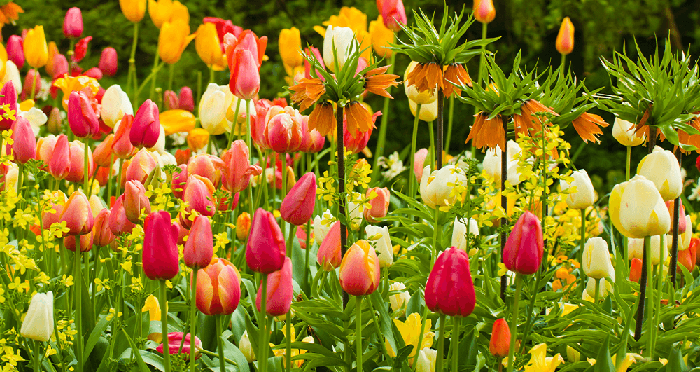 brent and beckys Header Image Monochromatic Bulb Garden