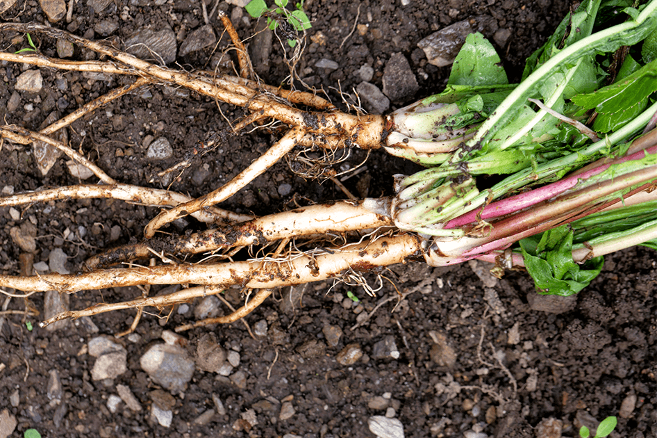 brent and beckys avoid using chemicals pulled weeds showing roots