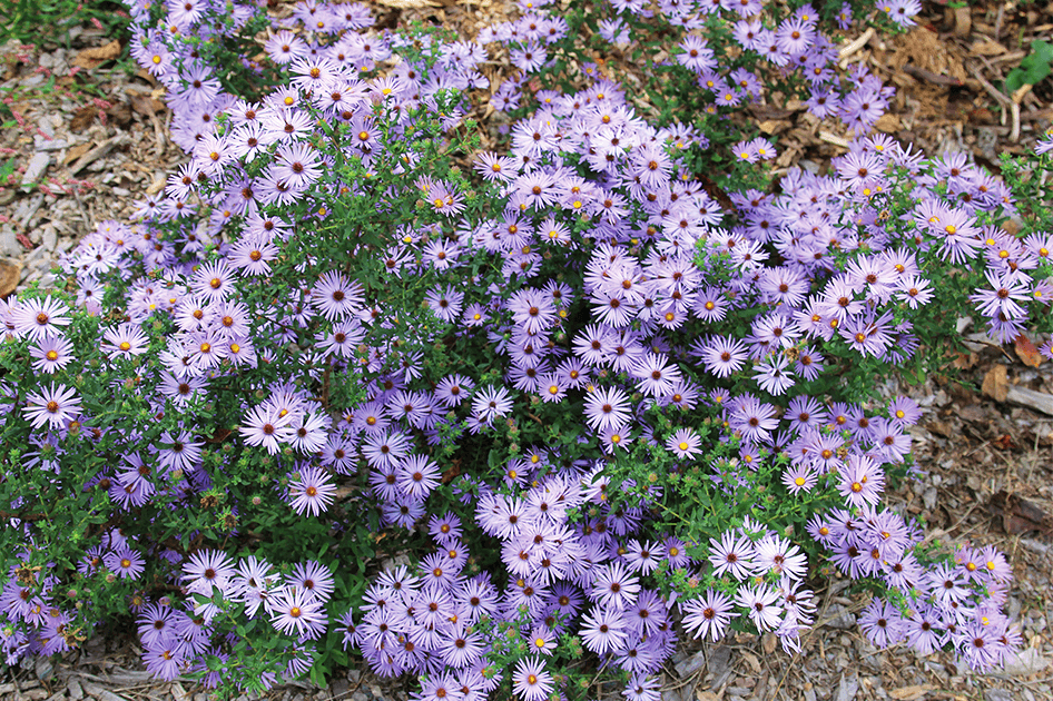 brent and beckys avoid using chemicals weed control asters groundcover flowers