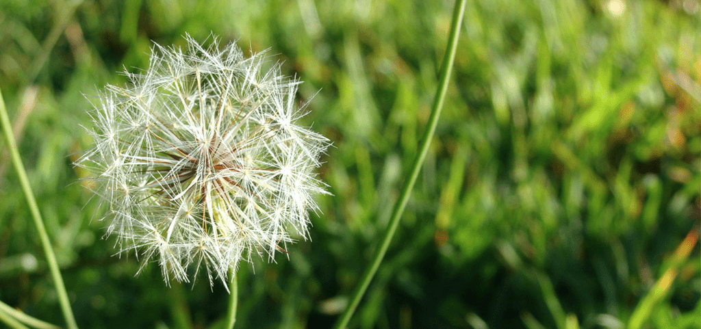 brent and beckys avoid using chemicals weeding dandelion feature