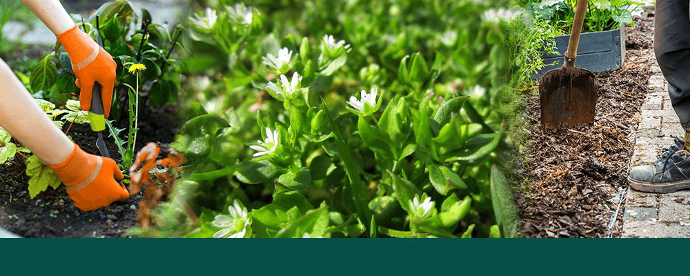 brent and beckys avoid using chemicals weeding dandelions shovel