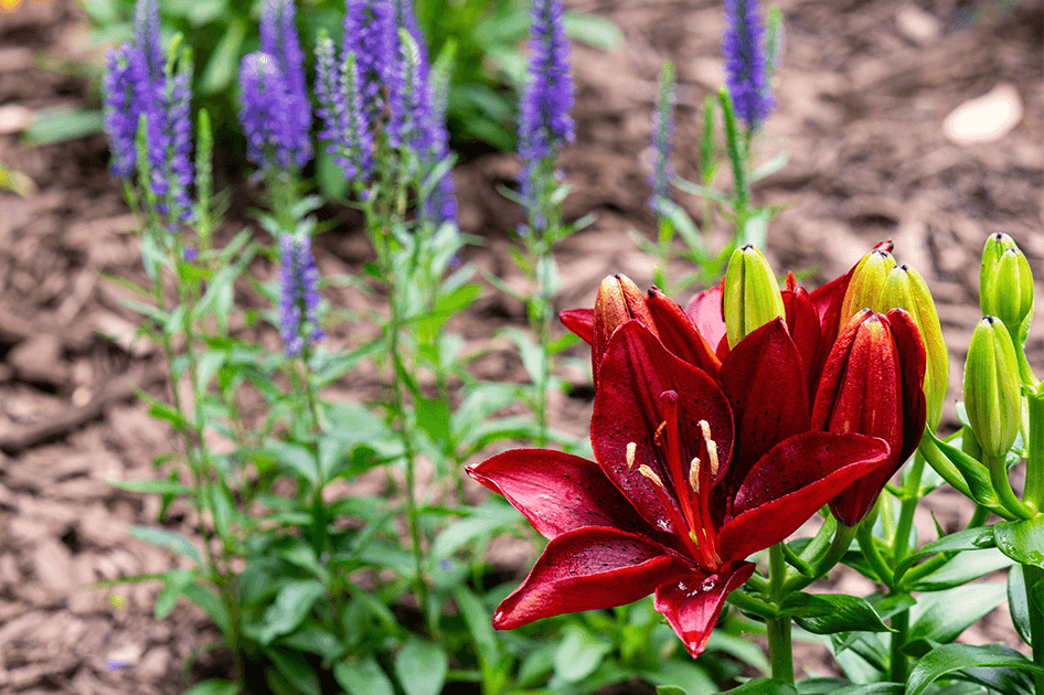 brent and beckys avoid using chemicals weeding red lily