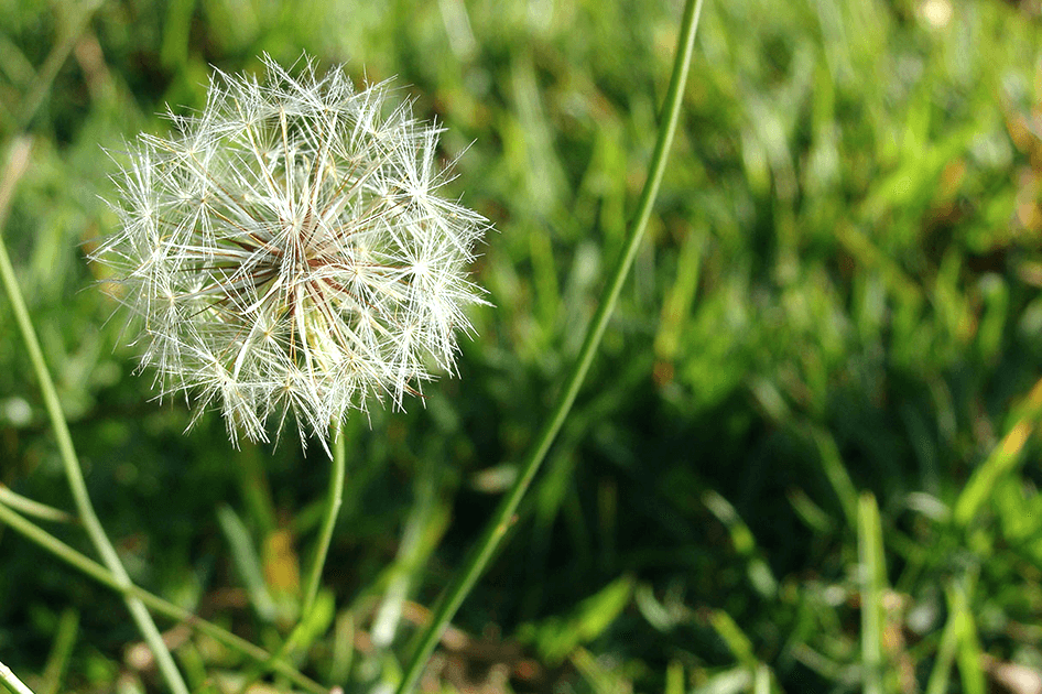brent and beckys avoid using chemicals weeding seeding dandelion