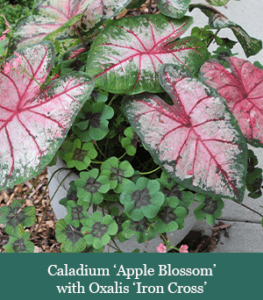 brent and beckys bulbs-Caladium ‘Apple Blossom’ with Oxalis ‘Iron Cross’