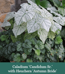 brent and beckys bulbs-Caladium ‘Candidum Sr.’ with Heuchera ‘Autumn Bride’