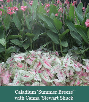 brent and beckys bulbs-Caladium ‘Summer Breeze’ with Canna ‘Stewart Shuck’