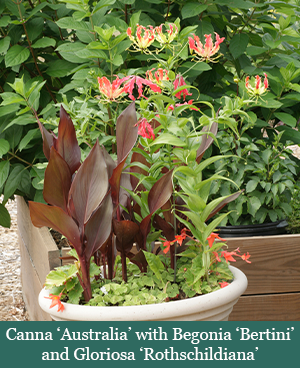 brent and beckys bulbs-Canna australia with begonia