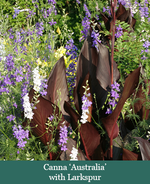 brent and beckys bulbs-Canna australia with larkspur