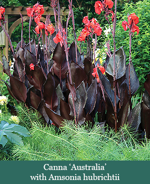 brent and beckys bulbs-Canna australia