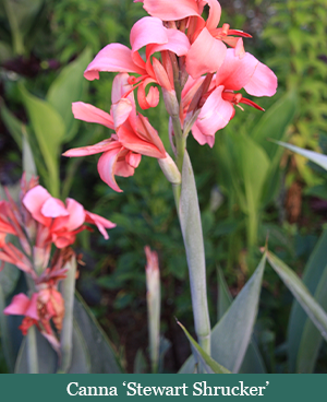 brent and beckys bulbs-Canna stewart shrucker