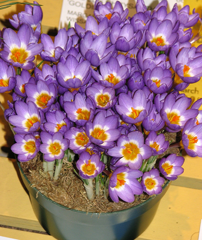 brent and beckys bulbs - Crocus siberii Tricolor at Philly FS1