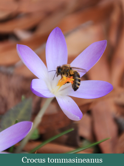 brent and beckys bulbs-Crocus tommasineanus​