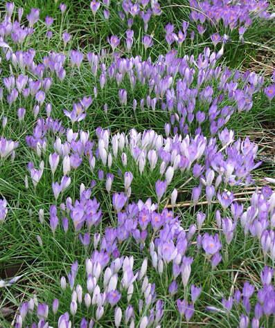 brent and beckys bulbs -Crocus tommsinianus purple