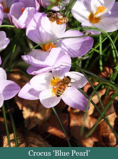 brent and beckys bulbs --gypsy girl crocus blooms