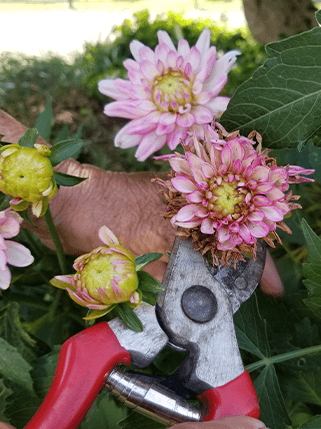brent and beckys bulbs - Deadheading a dying dahlia so it will bloom again
