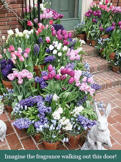 brent and beckys bulbs-Hyacinth fragrance
