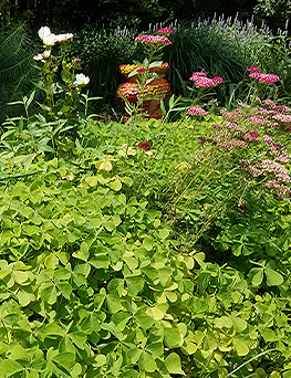 brent and beckys bulbs-Oxalis with Yarrow, Dahlias