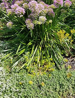 brent and beckys bulbs- Sedums_ carpet for sunny spots