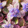 brent and beckys bulbs -ajuga ground cover